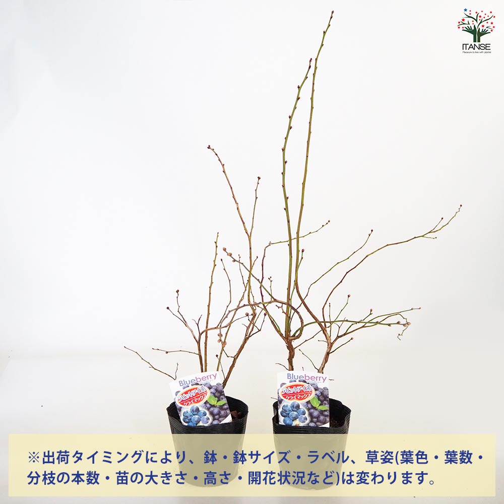 【送料無料】ブルーベリー クライマックス 果樹の苗木 5号 1個売り 果樹 果樹苗 果...