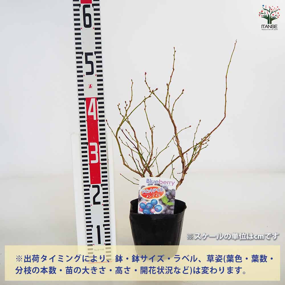 【送料無料】ブルーベリー メンデイト 果樹の苗木 5号 1個売り 果樹 果樹苗 果樹の...