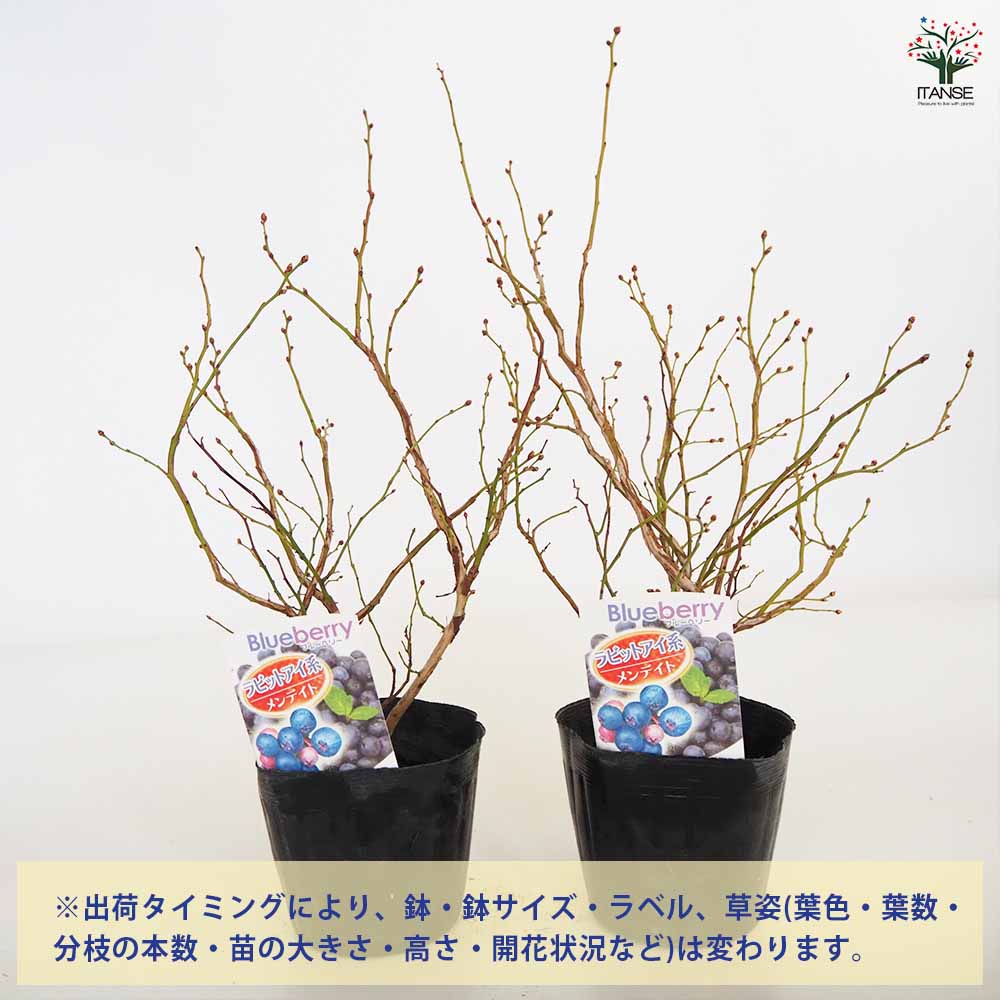 【送料無料】ブルーベリー メンデイト 果樹の苗木 5号 1個売り 果樹 果樹苗 果樹の...