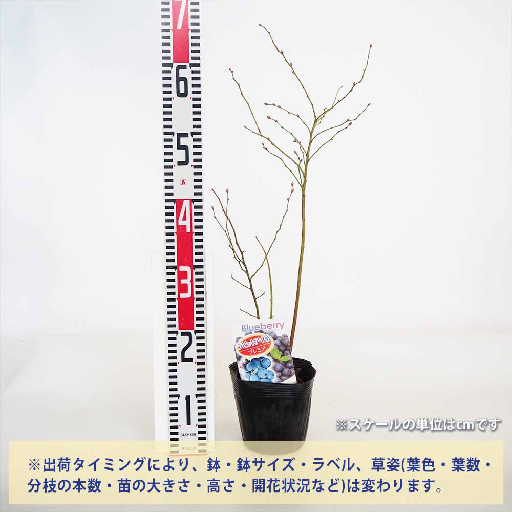 【送料無料】ブルーベリー プレミア 果樹の苗木 5号 1個売り 果樹 果樹苗 果樹の苗...