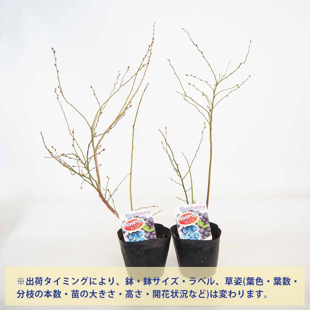 【送料無料】ブルーベリー プレミア 果樹の苗木 5号 1個売り 果樹 果樹苗 果樹の苗...