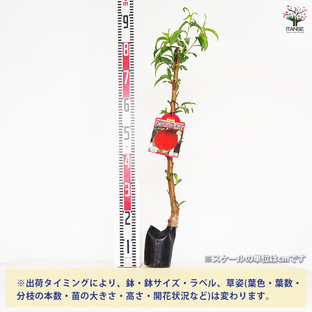 【送料無料】桃の苗木 ネクタリン 秀峰 果樹の苗木 5号 1個売り モモ苗 モモの苗 ...
