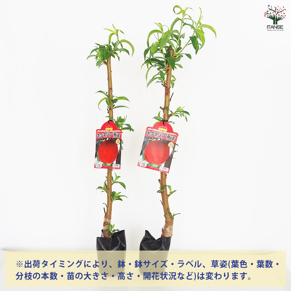 【送料無料】桃の苗木 ネクタリン 秀峰 果樹の苗木 5号 1個売り モモ苗 モモの苗 ...