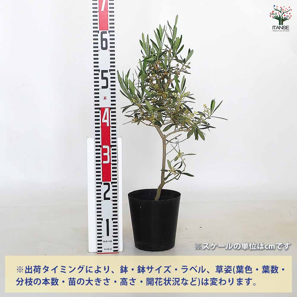 【送料無料】 オリーブ シプレッシーノ 【 果樹の苗木 5号／1個売り 】 オリーブの...