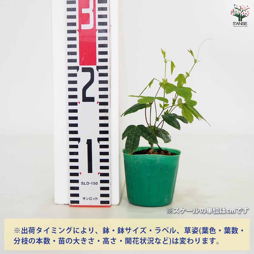 【送料無料】トケイソウ ライラックレディー 【 果樹の苗 3号 】 ガーデニング 家...