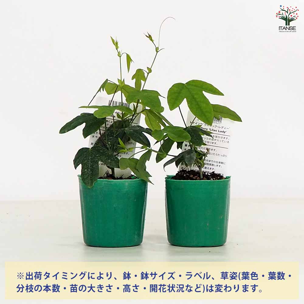 【送料無料】トケイソウ ライラックレディー 【 果樹の苗 3号 】 ガーデニング 家...