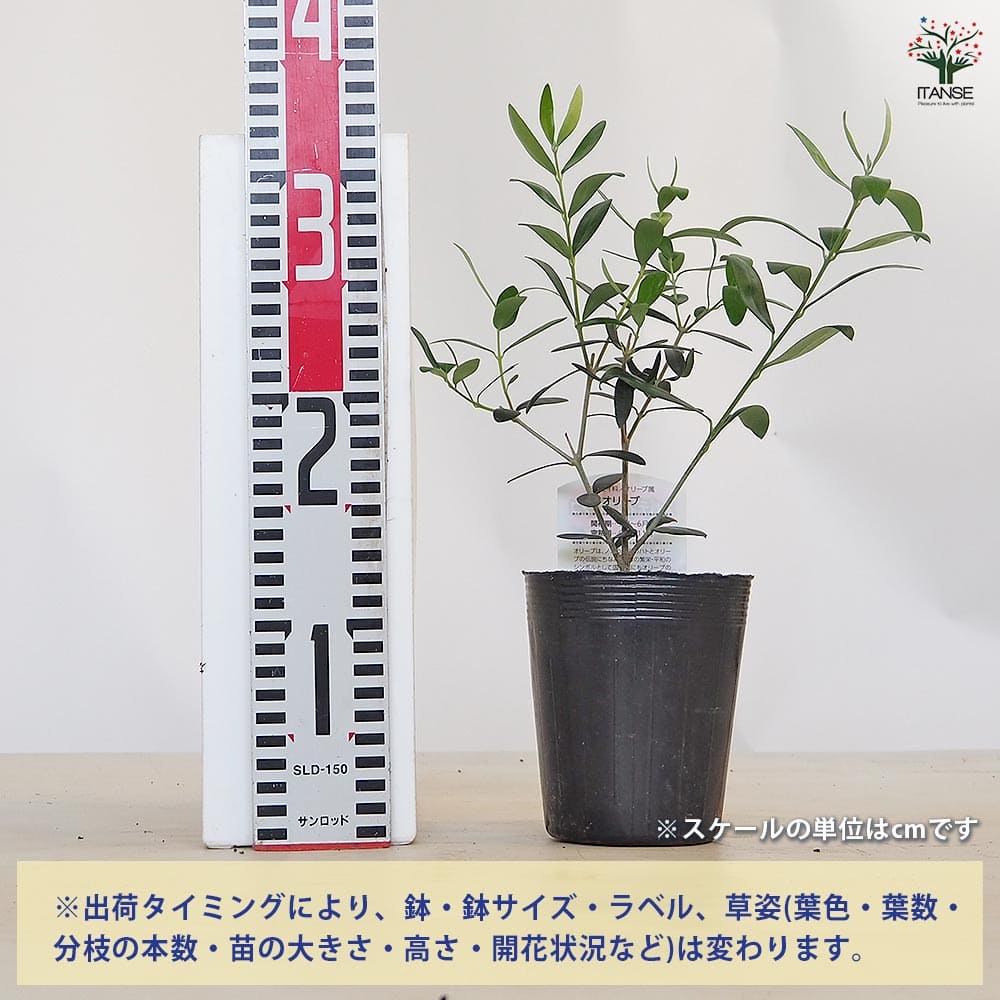 【送料無料】オリーブ ネバディロブランコ 【 果樹の苗 3.5号 】 オリーブの実 植...