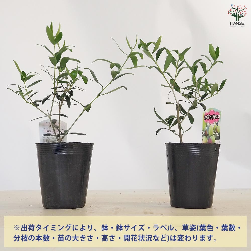 【送料無料】オリーブ ネバディロブランコ 【 果樹の苗 3.5号 】 オリーブの実 植...
