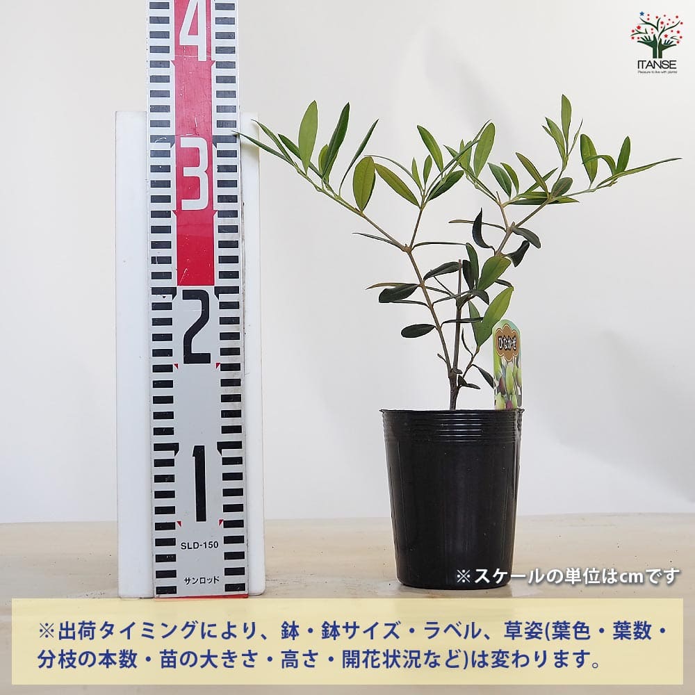 【送料無料】オリーブ ひなかぜ 【 果樹の苗 3.5号 】 オリーブの実 植木 シンボル...