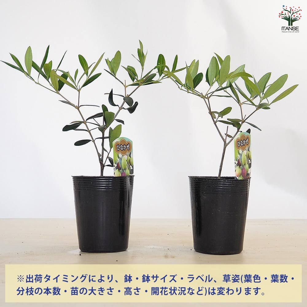 【送料無料】オリーブ ひなかぜ 【 果樹の苗 3.5号 】 オリーブの実 植木 シンボル...