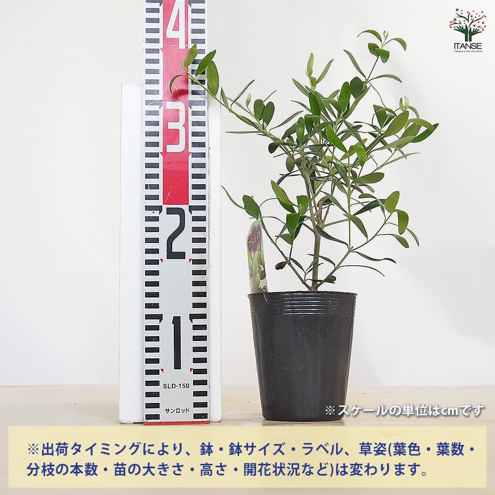 【送料無料】オリーブ フラントイオ 【 果樹の苗 3.5号 】 オリーブの実 植木 シン...
