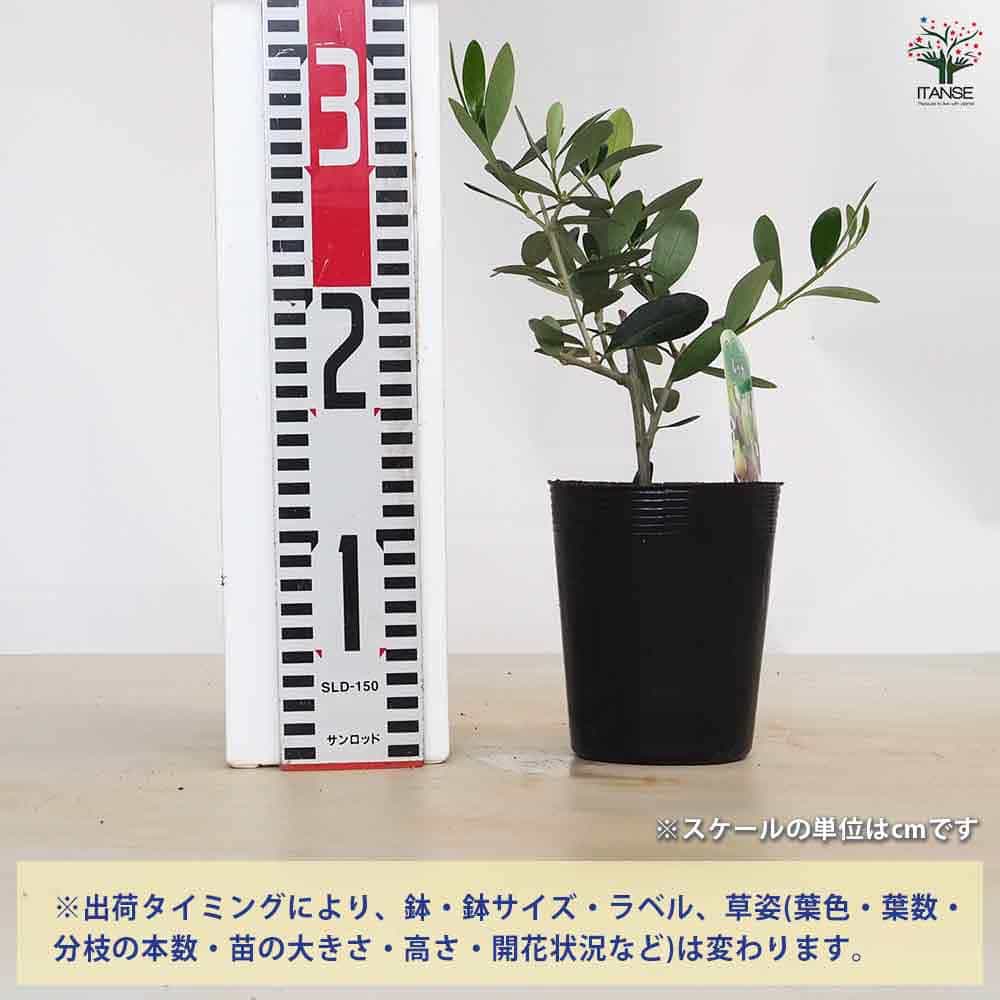 【送料無料】オリーブ ルッカ 【 果樹の苗 3.5号 】 オリーブの実 植木 シンボルツ...