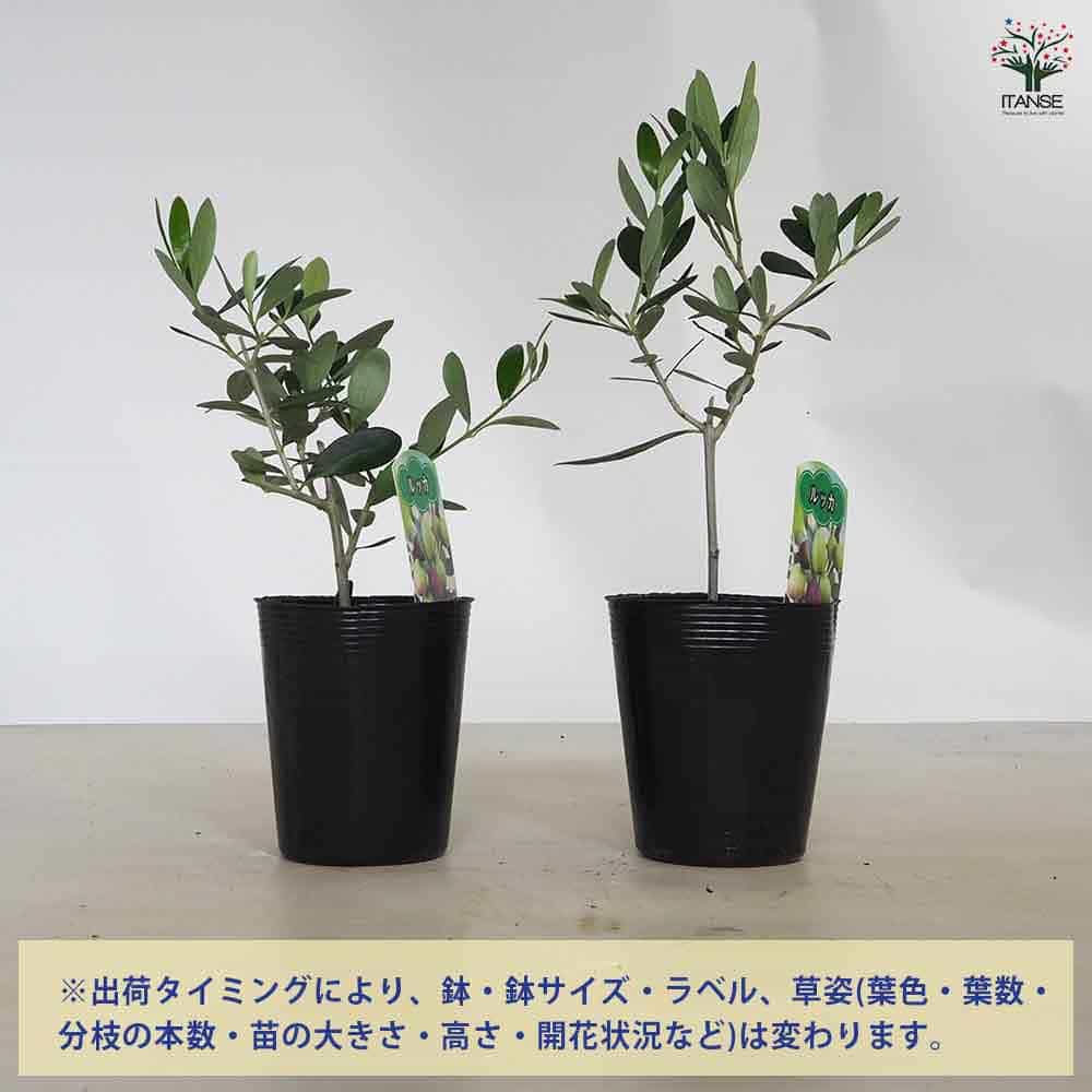 【送料無料】オリーブ ルッカ 【 果樹の苗 3.5号 】 オリーブの実 植木 シンボルツ...