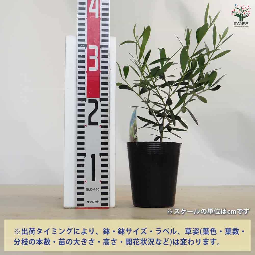 【送料無料】オリーブ レッチーノ 【 果樹の苗 3.5号 】 オリーブの実 植木 シンボ...