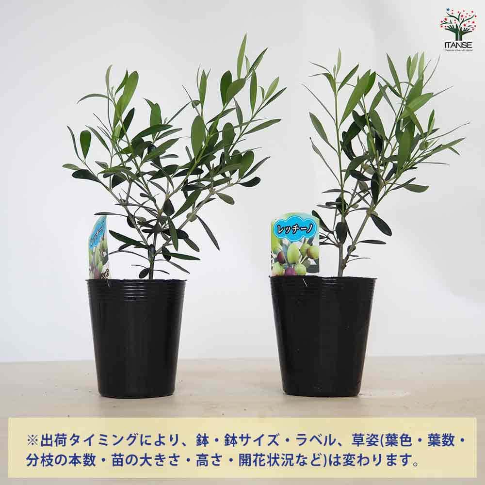 【送料無料】オリーブ レッチーノ 【 果樹の苗 3.5号 】 オリーブの実 植木 シンボ...