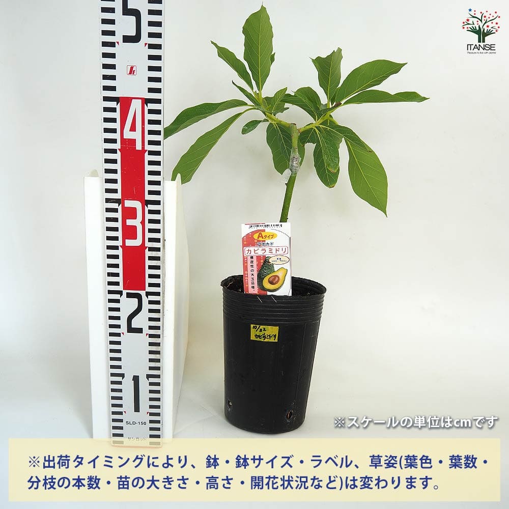 【送料無料】アボカド カビラミドリ 【 果樹の苗木 接木苗4.5号／1個売り 】 アボ...