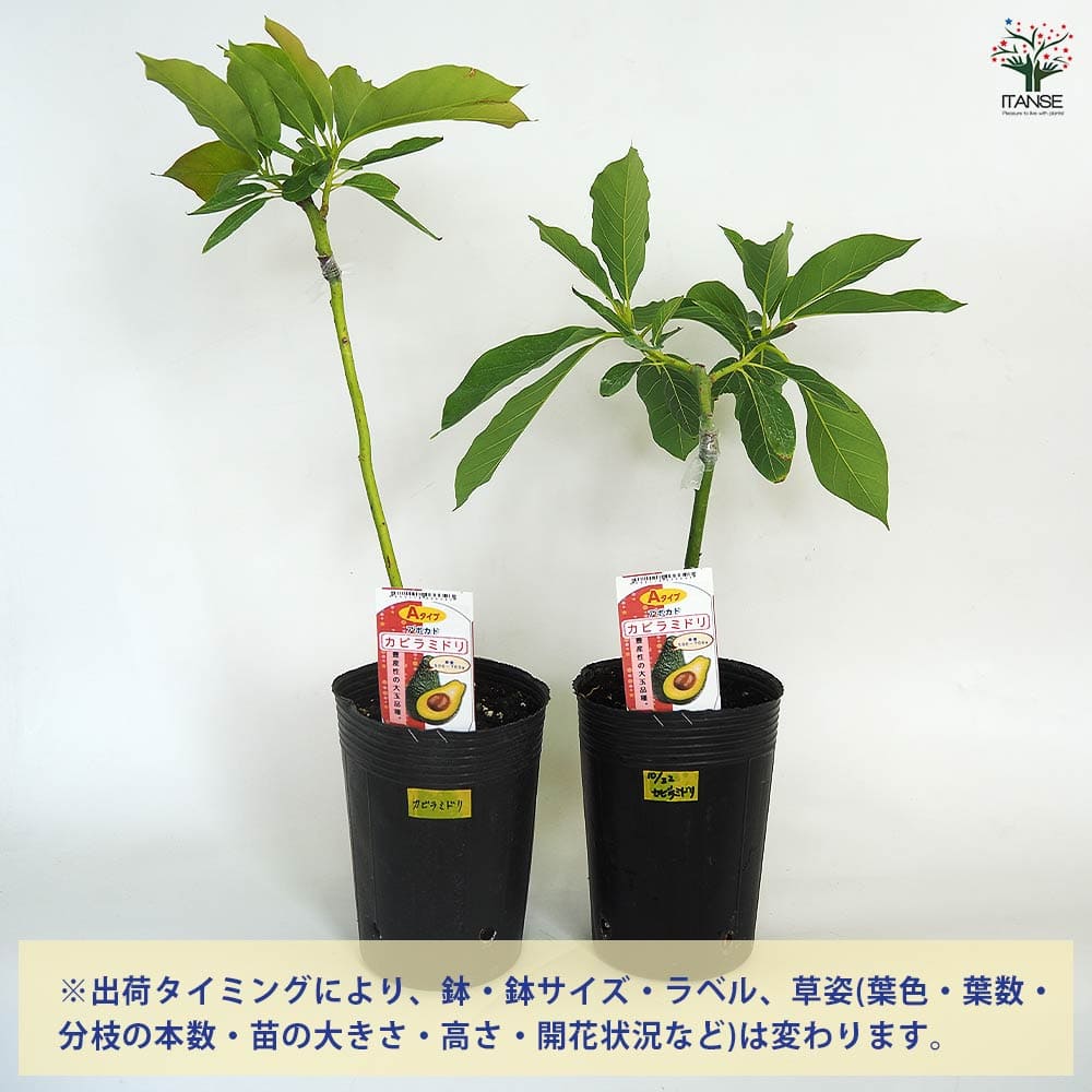 【送料無料】アボカド カビラミドリ 【 果樹の苗木 接木苗4.5号／1個売り 】 アボ...