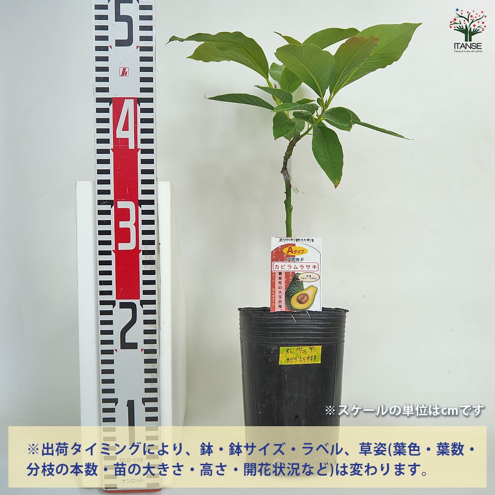 【送料無料】アボカド カビラムラサキ 【 果樹の苗木 接木苗4.5号／1個売り 】 ア...