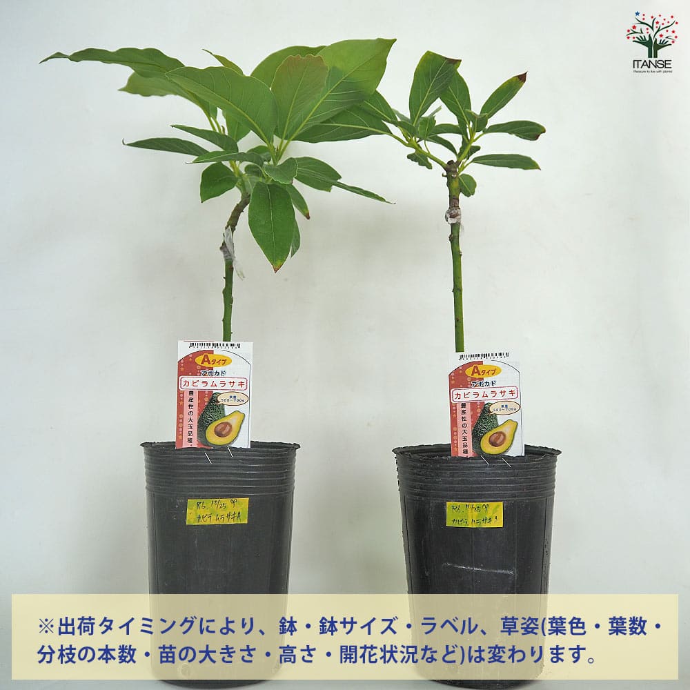 【送料無料】アボカド カビラムラサキ 【 果樹の苗木 接木苗4.5号／1個売り 】 ア...