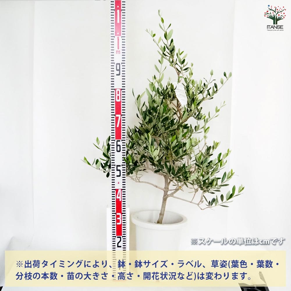 【送料無料】オリーブ コレッジョラ 【 果樹の苗木 8号／1個売り 】 オリーブの実 ...