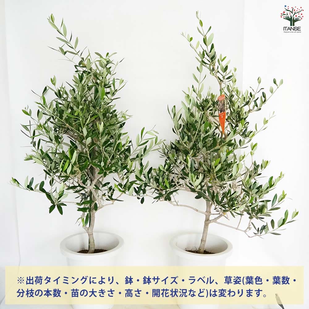 【送料無料】オリーブ コレッジョラ 【 果樹の苗木 8号／1個売り 】 オリーブの実 ...