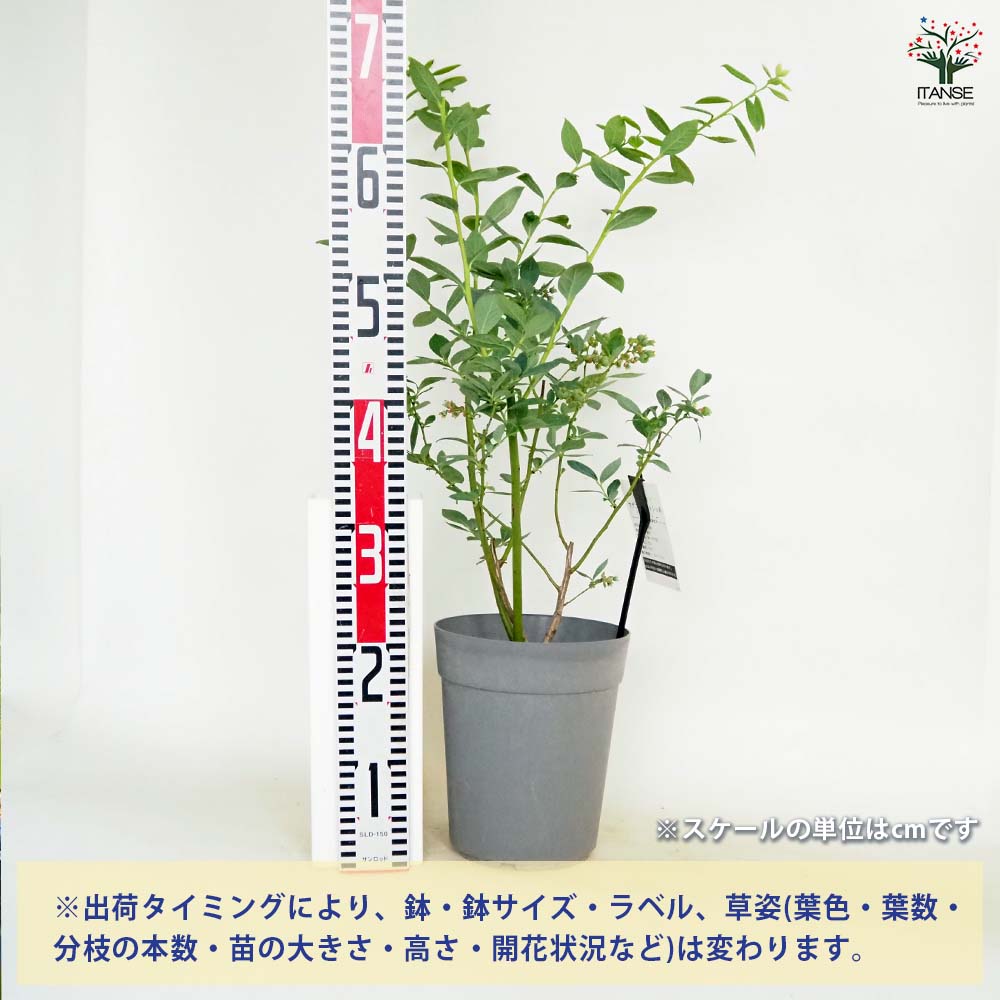 【送料無料】ブルーベリー ミスティ 【 果樹の苗木 6号／1個売り 】 果樹 果樹苗 ...