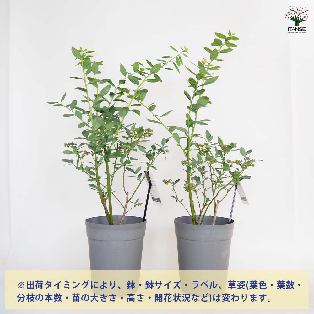 【送料無料】ブルーベリー ミスティ 【 果樹の苗木 6号／1個売り 】 果樹 果樹苗 ...