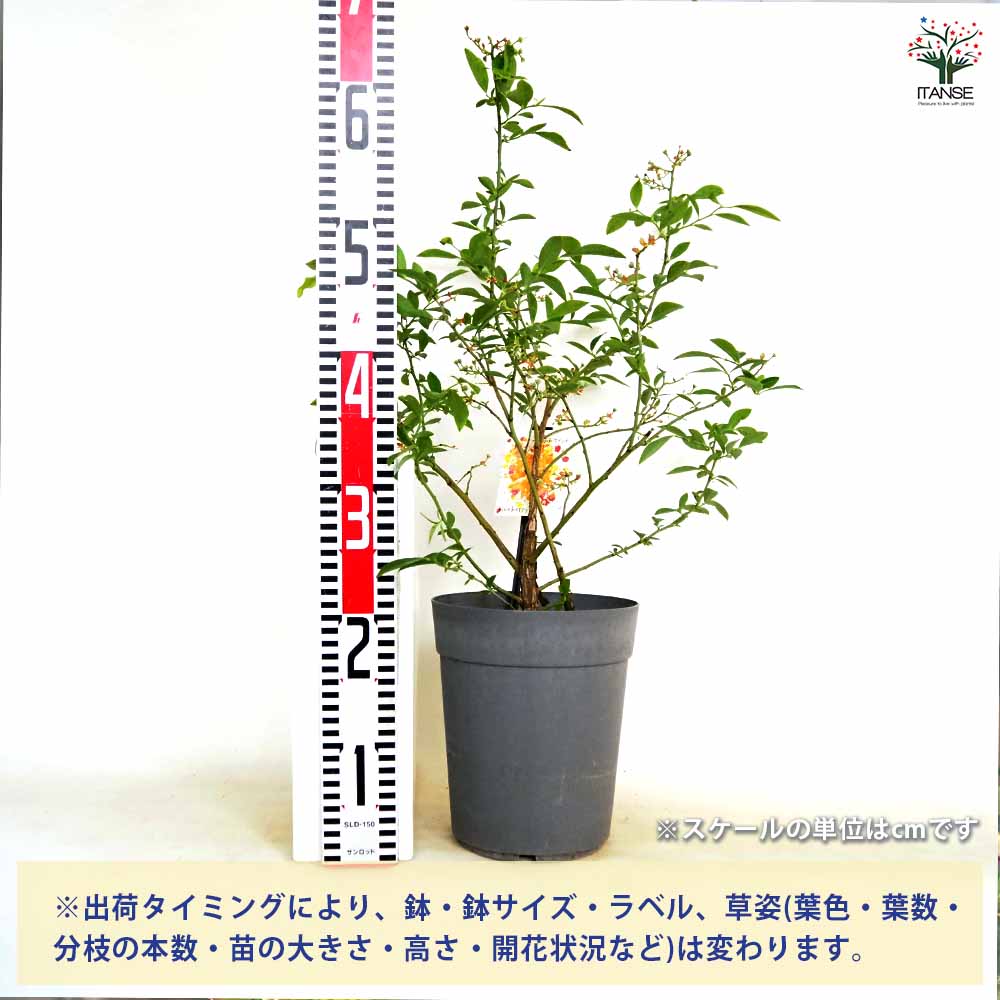 【送料無料】ブルーベリー ティフブルー 【 果樹の苗木 6号／1個売り 】 果樹 果樹...