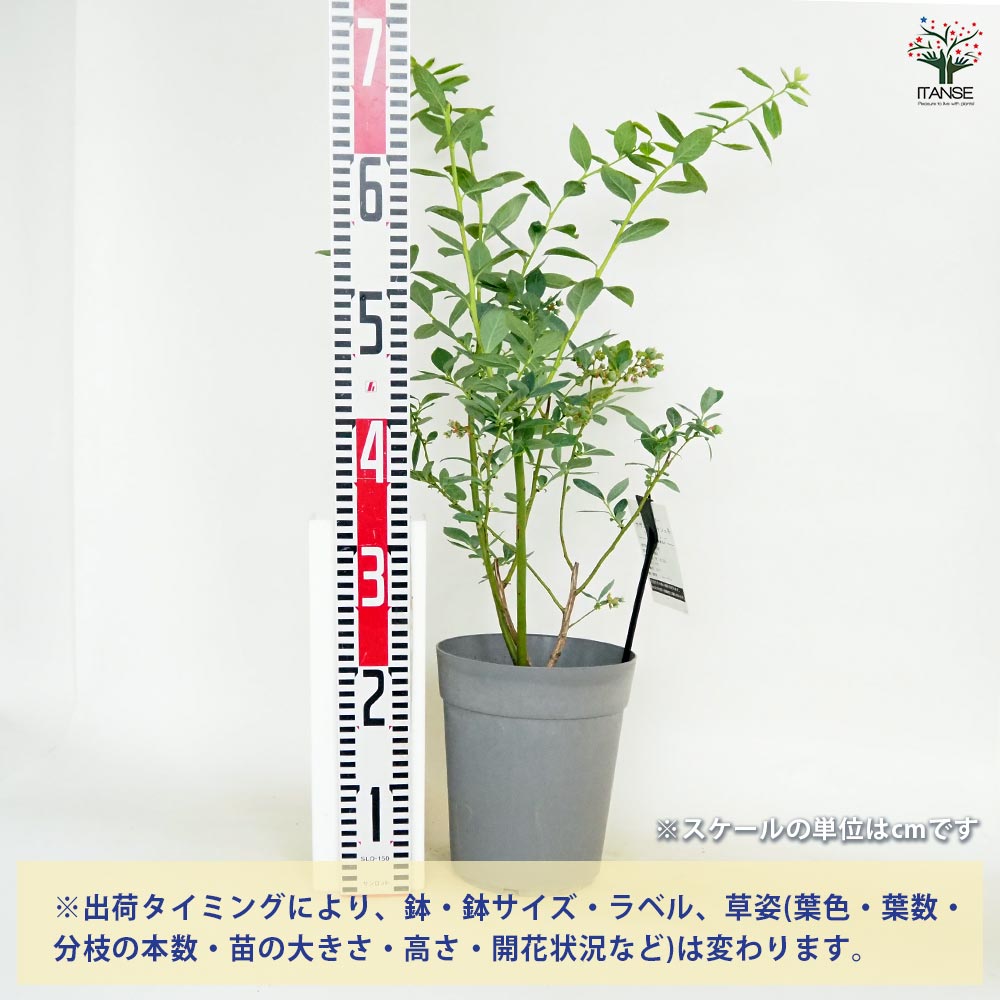 【送料無料】ブルーベリー デライト 【 果樹の苗木 6号／1個売り 】 果樹 果樹苗 ...
