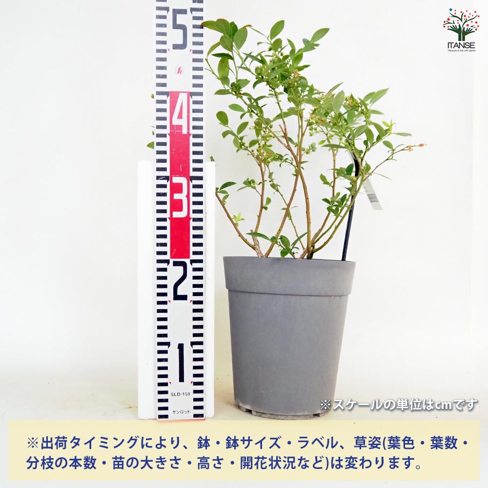 【送料無料】ブルーベリー ダップリン 【 果樹の苗木 6号／1個売り 】 果樹 果樹苗...