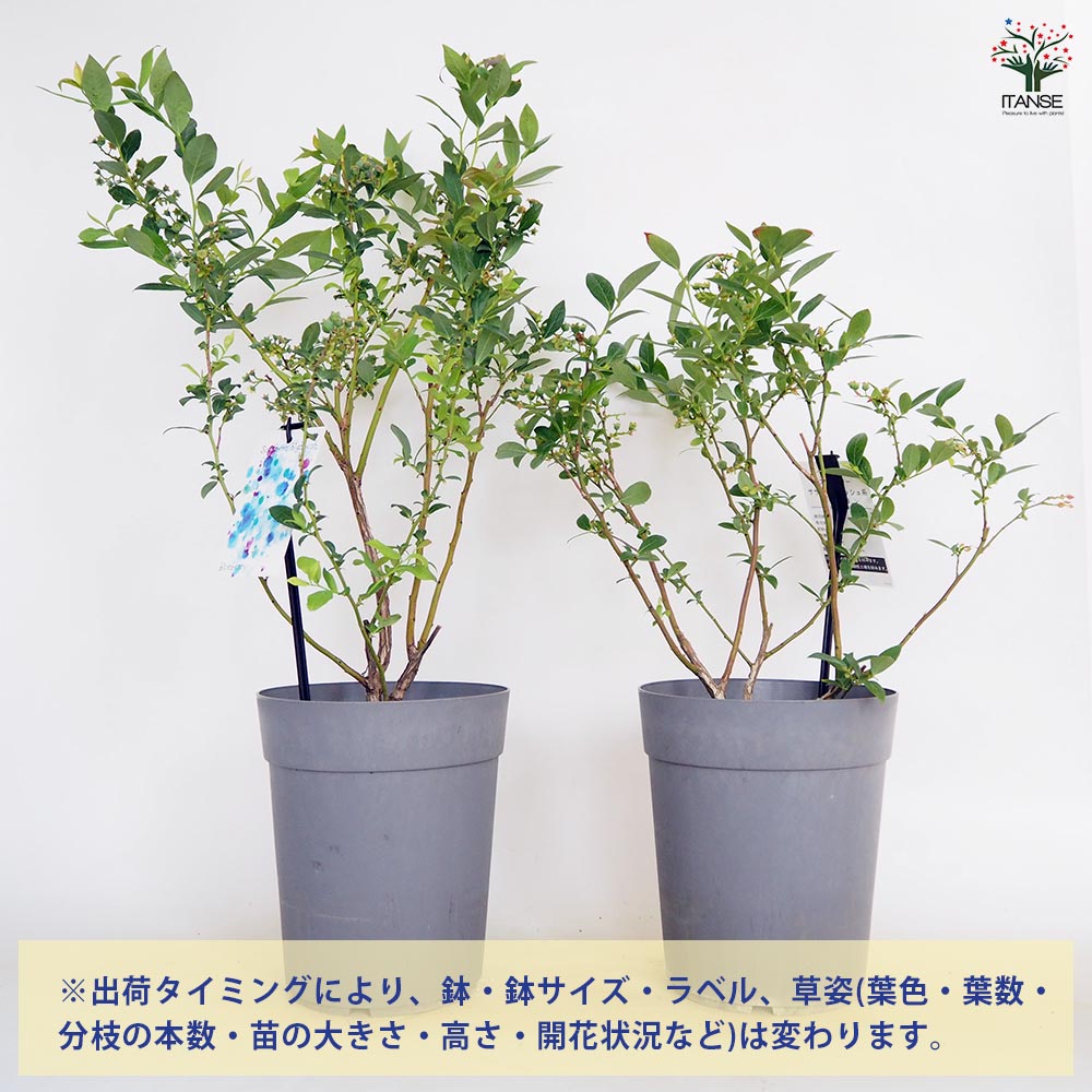 【送料無料】ブルーベリー ダップリン 【 果樹の苗木 6号／1個売り 】 果樹 果樹苗...