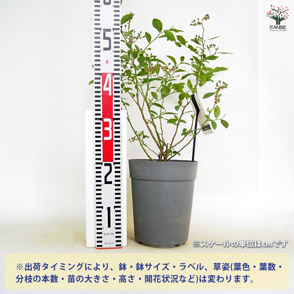 【送料無料】ブルーベリー パウダーブルー 【 果樹の苗木 6号／1個売り 】 果樹 果...