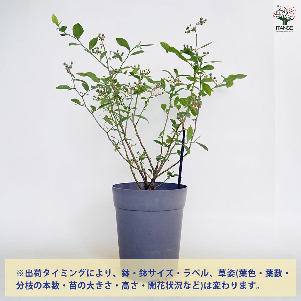 【送料無料】ブルーベリー パウダーブルー 【 果樹の苗木 6号／1個売り 】 果樹 果...