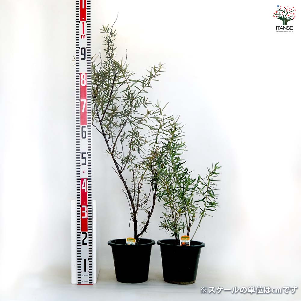 �ڥݥ����UP���ޥ饽����֡ۥ����٥꡼ (������)������ �ե륬�ʡڥ᥹�� �� �̼������� 6�桿1����� �� ������ �����ѡ��ե롼�� ���ࡼ���� �����ǥ˥� �����ڱ� ���� ������ ���ե� �ץ쥼��� £��ʪ ��� ����