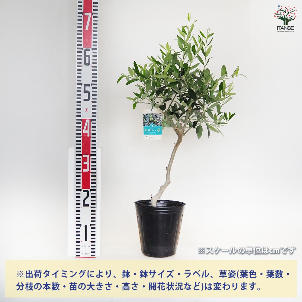 【送料無料】オリーブ ワラサ 【 果樹の苗木 5号／1個売り 】 オリーブの実 植木 ...