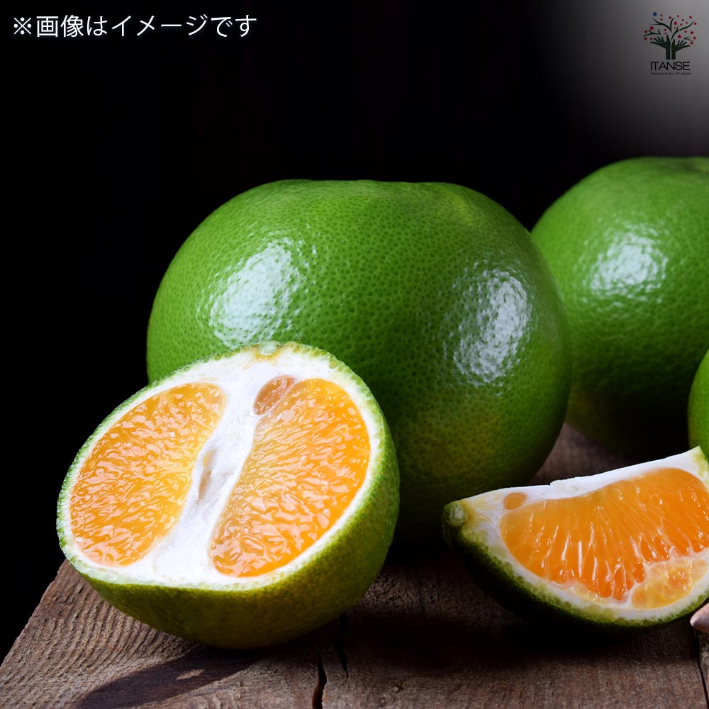 【送料無料】 スイーティーの苗木 【 果樹の苗木 4.5号／1個売り 】 ガーデニング ...