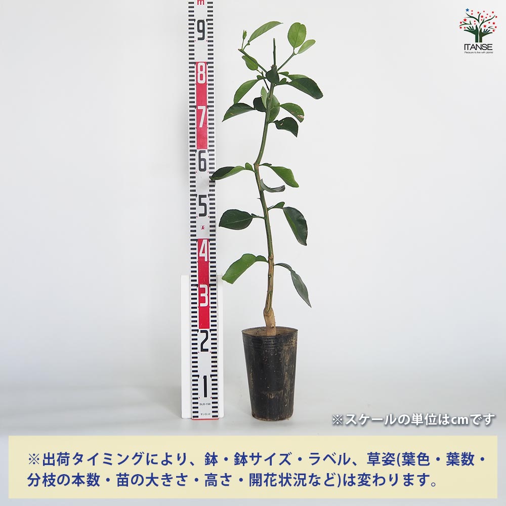 【送料無料】 スイーティーの苗木 【 果樹の苗木 4.5号／1個売り 】 ガーデニング ...