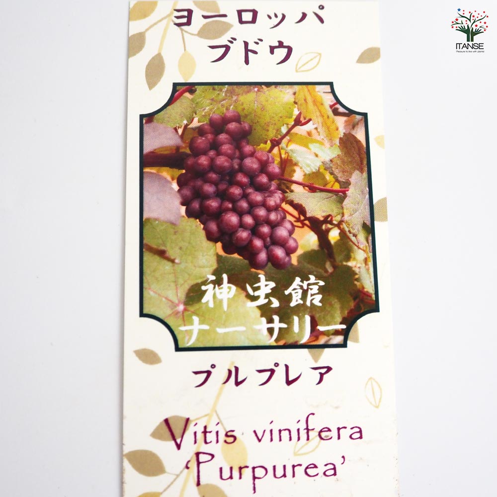 【送料無料】 ヨーロッパブドウ プルプレア 【 果樹の苗 2.5号 】 ガーデニング 家...