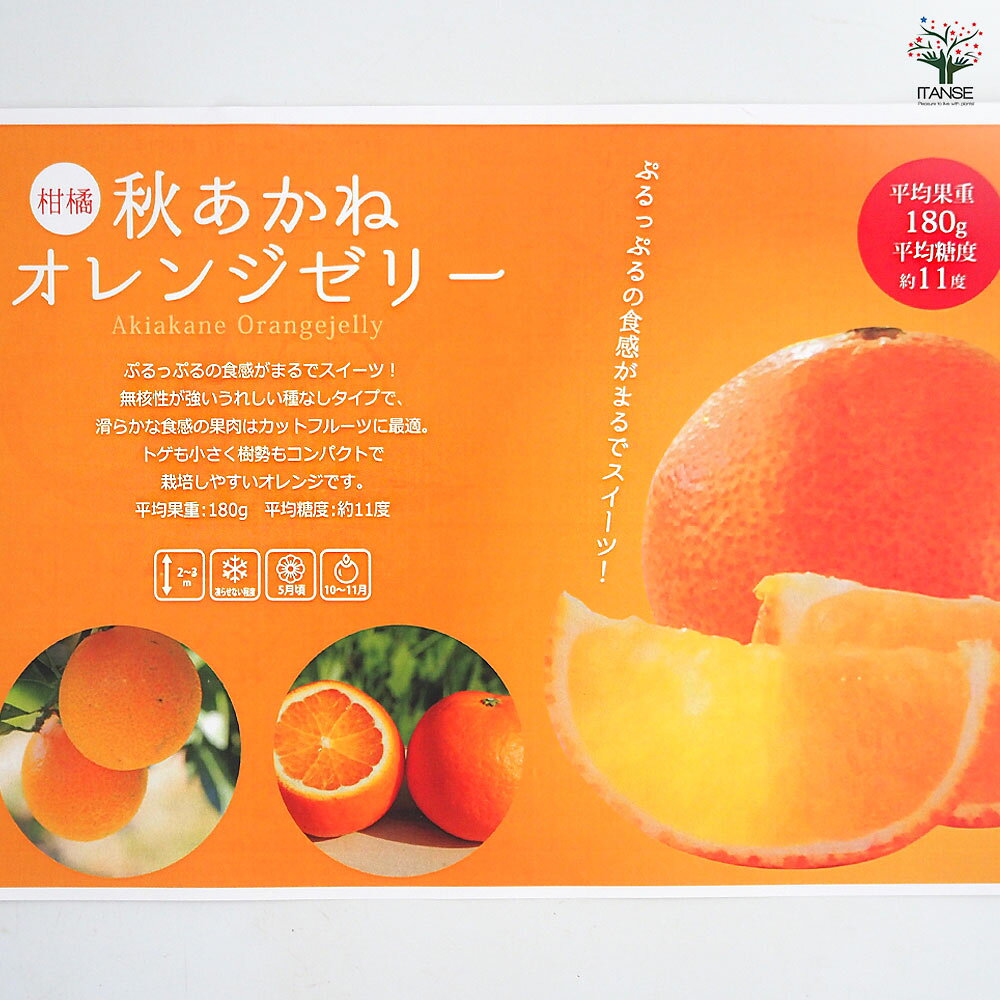 【送料無料】 柑橘の苗 秋あかねオレンジゼリー 【 果樹の苗木 4号／1個売り 】 シ...