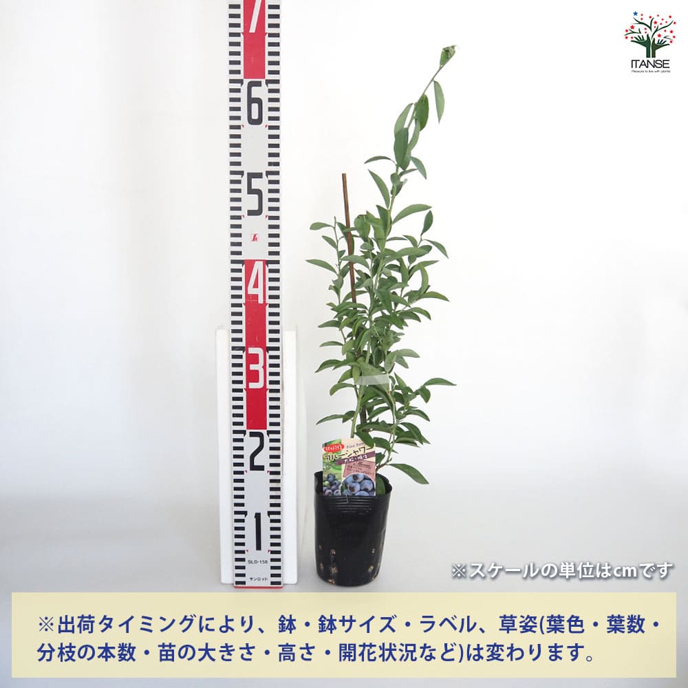 【送料無料】 ブルーベリー ブルーシャワー 【 果樹の苗 3.5号 】 果樹 果樹苗 果...