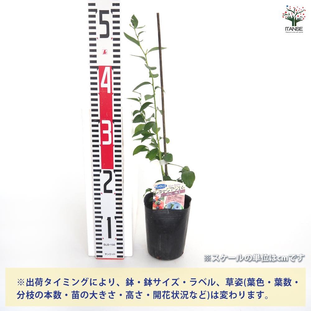 【送料無料】 ブルーベリー ジョージアジェム 【 果樹の苗 3.5号 】 果樹 果樹苗 ...