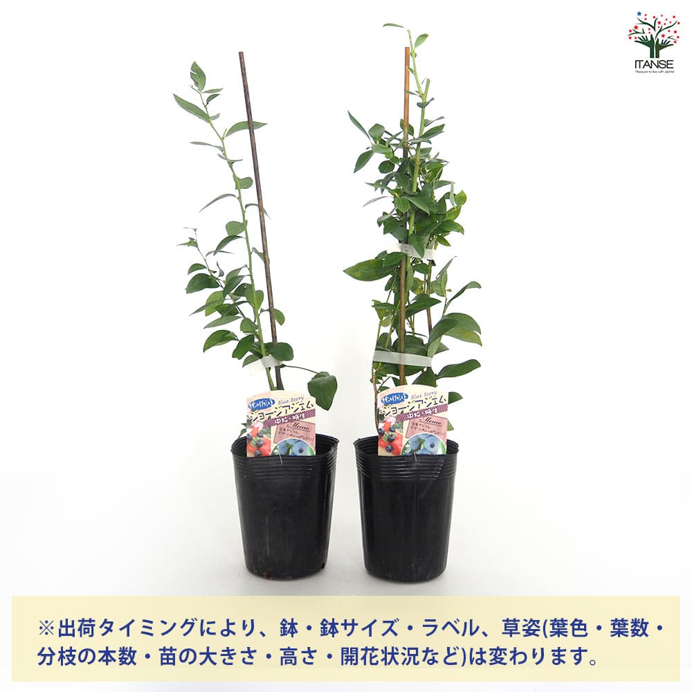 【送料無料】 ブルーベリー ジョージアジェム 【 果樹の苗 3.5号 】 果樹 果樹苗 ...