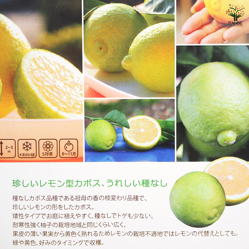 【送料無料】 レモンカボス ゆうか 【 果樹の苗木 4号／1個売り 】 カボス 酢みか...