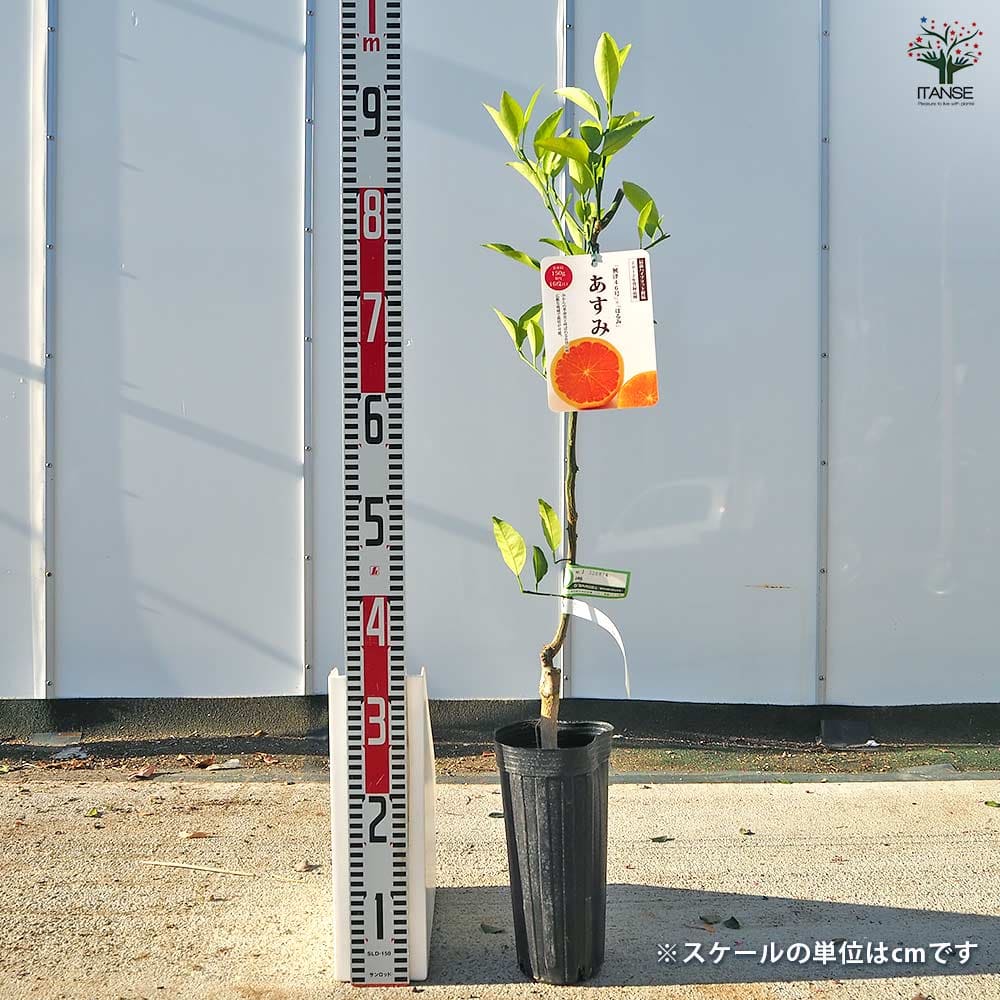 【送料無料】 ハイブリット柑橘の苗 あすみ 【 果樹の苗木 4号／1個売り 】 柑橘 ...