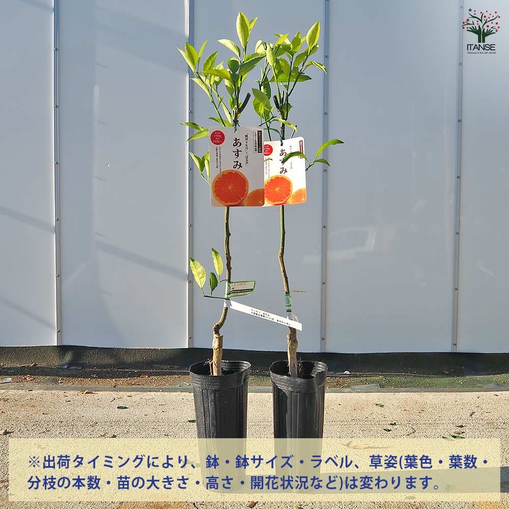 【送料無料】 ハイブリット柑橘の苗 あすみ 【 果樹の苗木 4号／1個売り 】 柑橘 ...