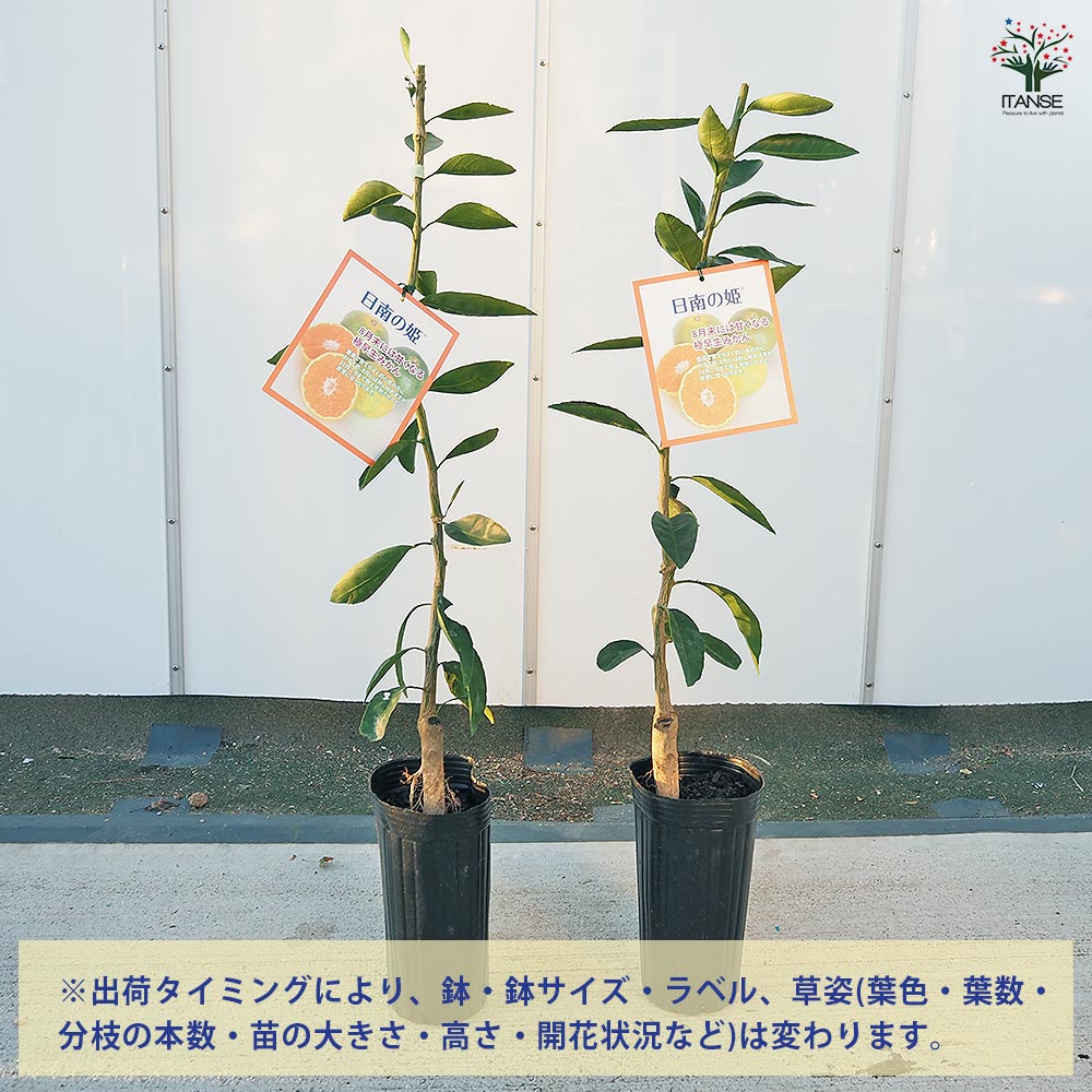 【送料無料】 みかんの苗木 日南の姫 【 果樹の苗木 4号／1個売り 】 ミカン苗 シ...