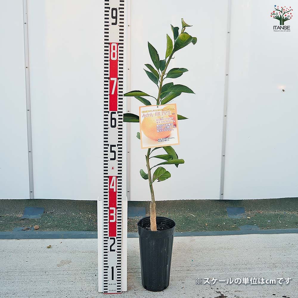 植物販売のITANSE楽天市場店の【送料無料】 みかんの苗木 田口早生 【 果樹の苗木 4号／1個売り 】 ミカン苗 シンボルツリー 記念樹 路地植え｜アングル2