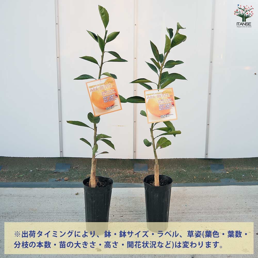 植物販売のITANSE楽天市場店の【送料無料】 みかんの苗木 田口早生 【 果樹の苗木 4号／1個売り 】 ミカン苗 シンボルツリー 記念樹 路地植え｜アングル3