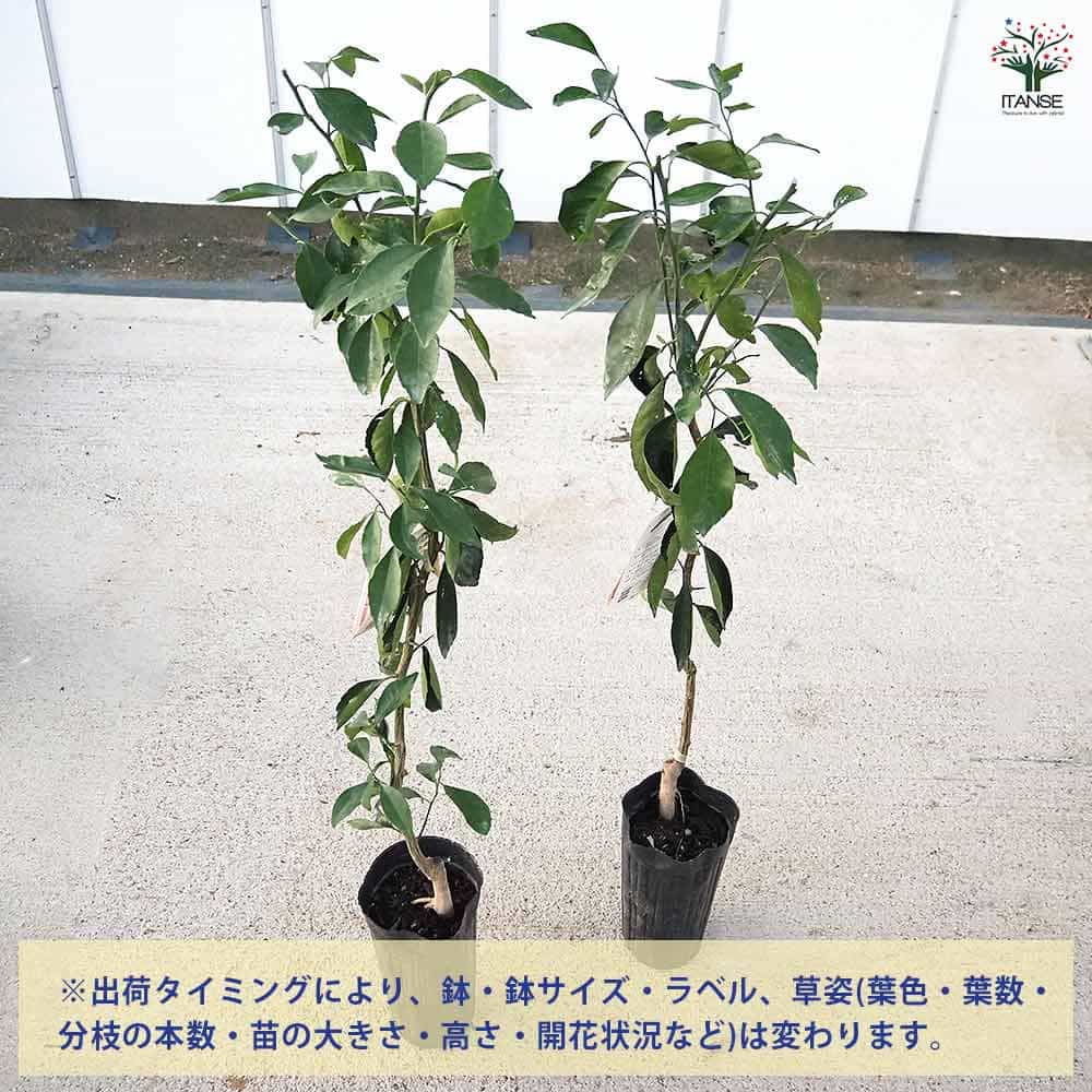 【送料無料】 柑橘の苗 たまみ 【 果樹の苗木 4号／1個売り 】 シトラス ガーデニ...
