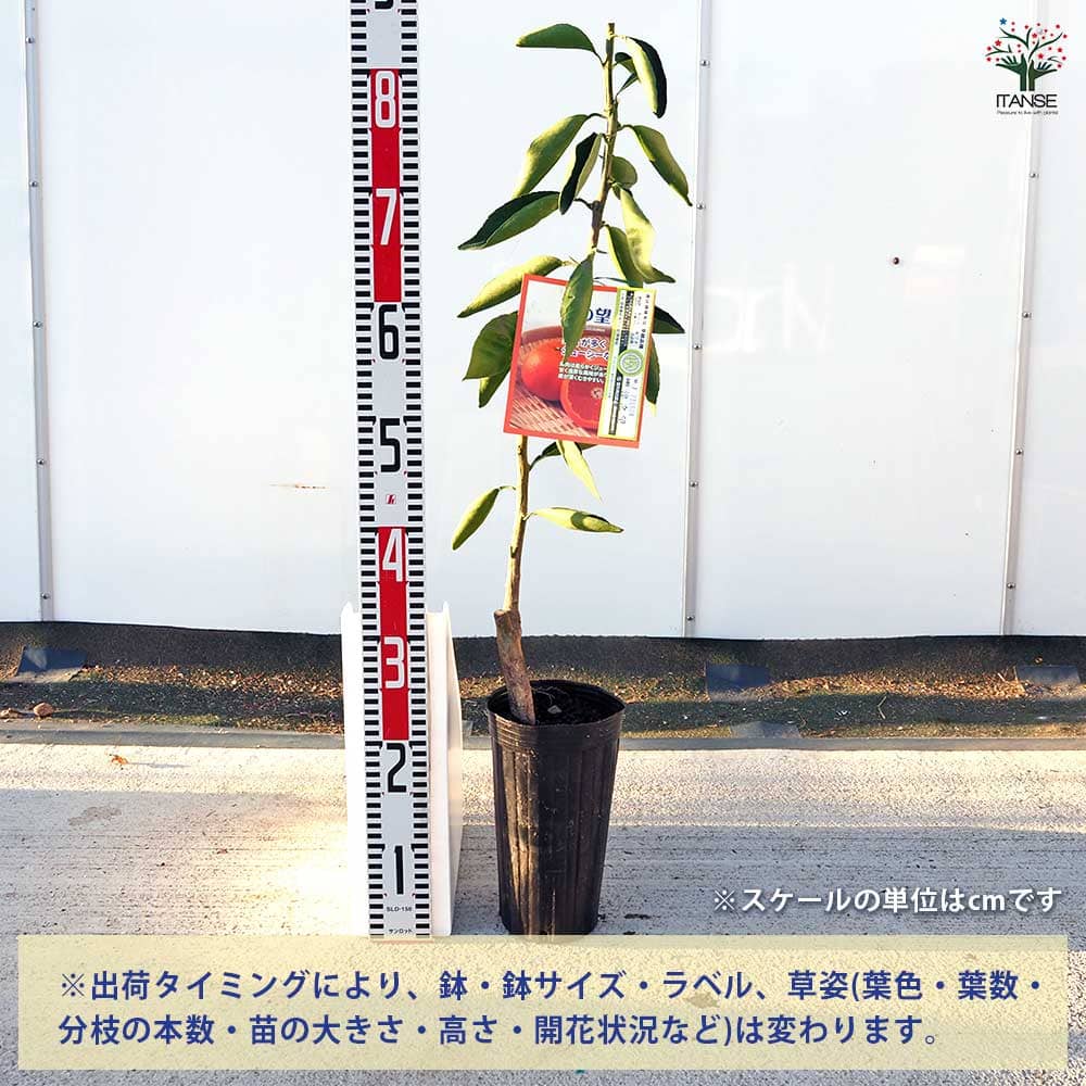 【送料無料】 柑橘の苗 津之望 【 果樹の苗木 4号／1個売り 】 シトラス ガーデニ...